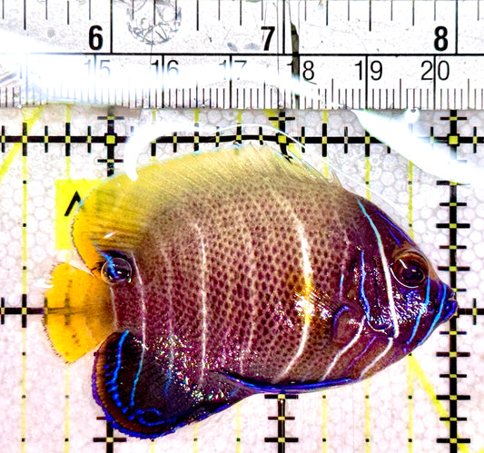 Blueface Angelfish Mid Transition BAMT061201 WYSIWYG Size: 2.5"