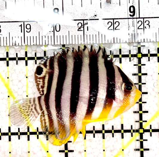 Multibar Angelfish MA061201 WYSIWYG Size: M 1.75"