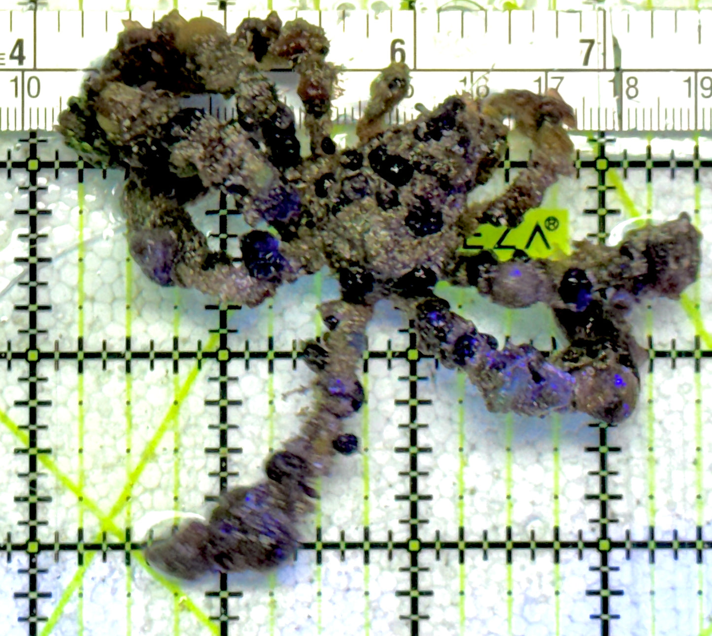 Decorater Spider Crab DSC061301 WYSIWYG Size: M 3.5" approx