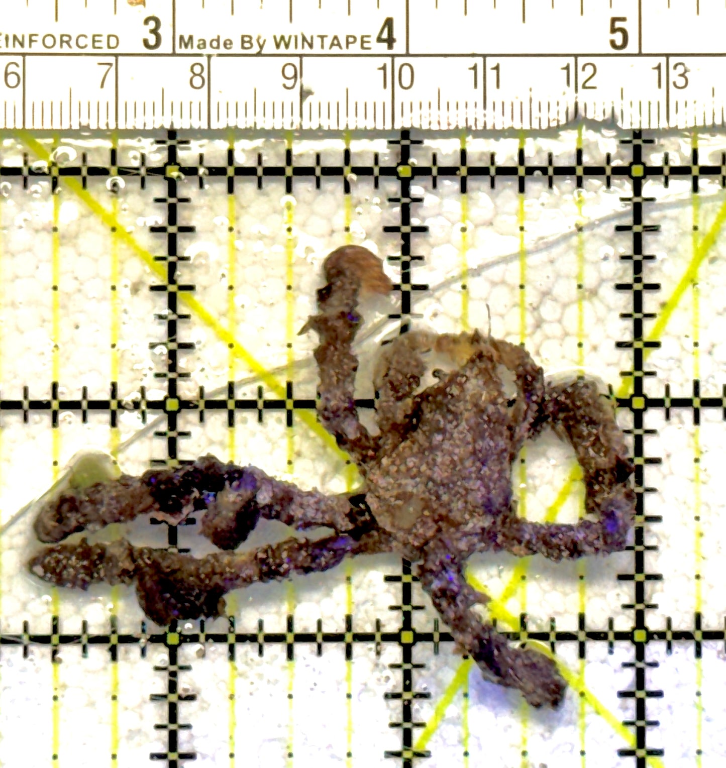 Decorater Spider Crab DSC061302 WYSIWYG Size: M 2.5" approx