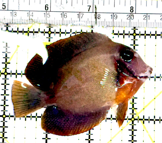 Chocolate Tang (Yellow Mimic when Juvenile) CT061201 WYSIWYG Size: M 3.5"