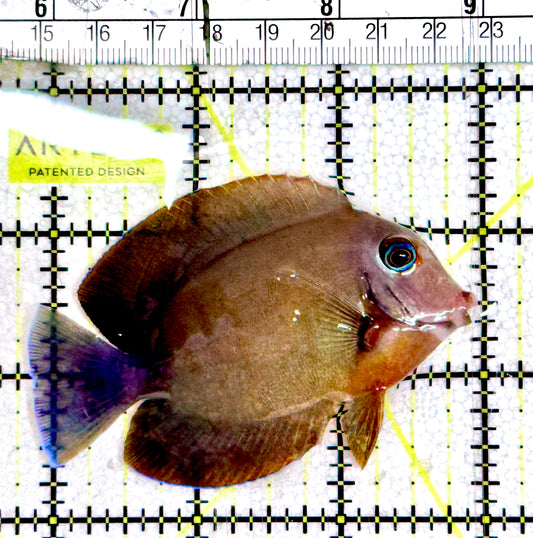 Chocolate Tang (Yellow Mimic when Juvenile) CT061202 WYSIWYG Size: M 3.25"