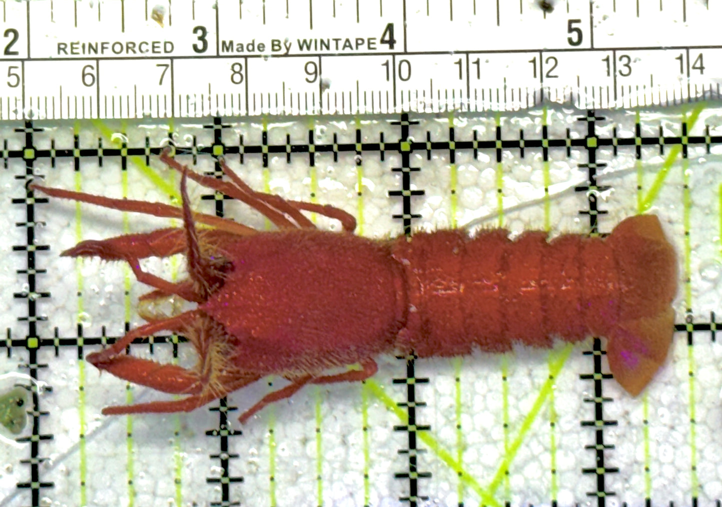 Red Dwarf Spiny Lobster RDSL061302 WYSIWYG Size: M 3.5" approx