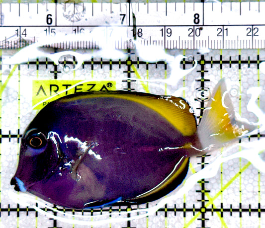 Powder Blue x Gold Rim Tang (Hybrid) PBGRT061301 WYSIWYG Size: ML 3.25"