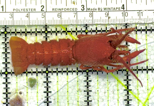 Red Dwarf Spiny Lobster RDSL061302 WYSIWYG Size: M 3.5" approx