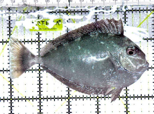 Longnose Spotted Unicorn Tang LSUT061202 WYSIWYG Size: M 4.75"approx
