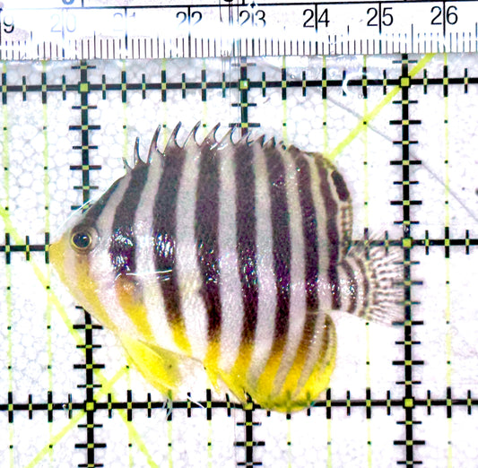 Multibar Angelfish MA061201 WYAIWYG Size: L 2.25"approx