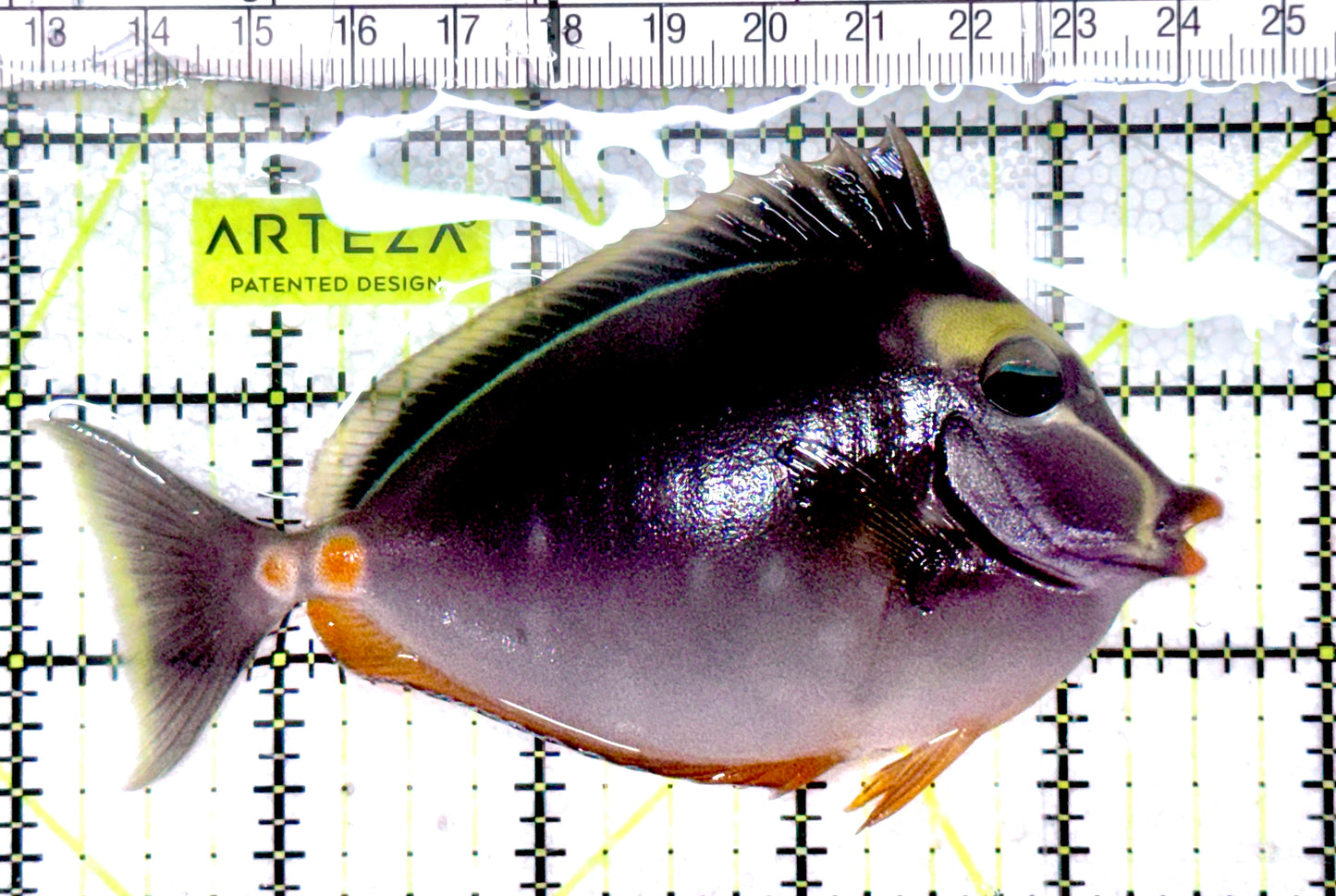 Naso Tang NT061201 WYSIWYG Size: ML 4.5"approx