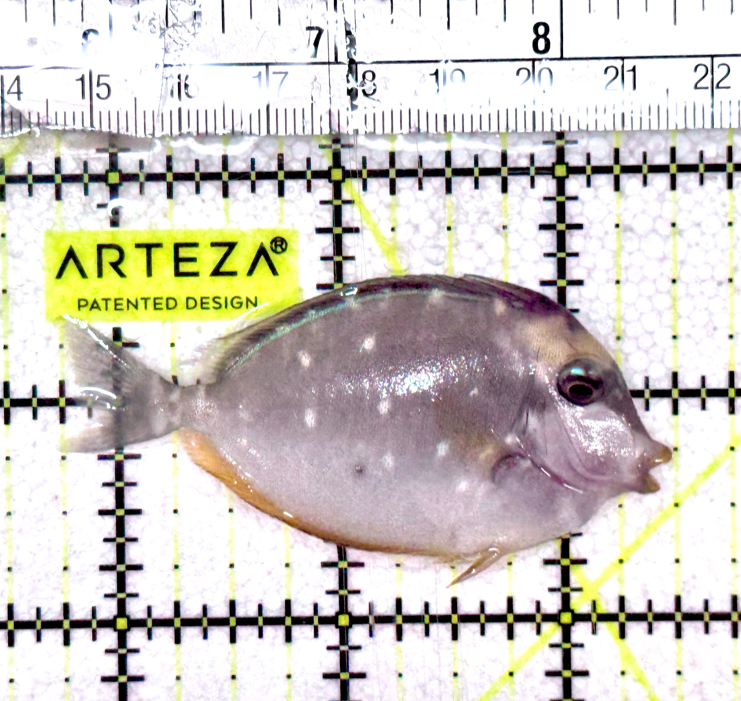 Naso Tang NT061202 WYSIWYG Size: S 2.75" approx
