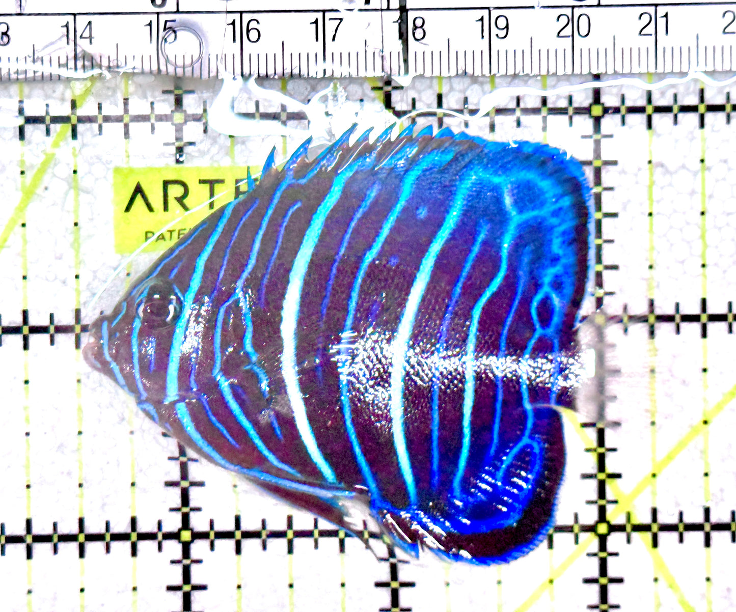 Blue Ring Angelfish Juvenile BRAJ061201 WYSIWYG Size: S 2.75" approx