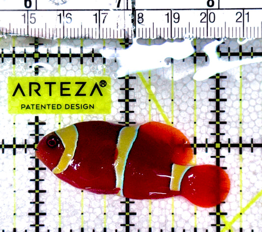 Gold Bar Maroon Clownfish Bali Grade A (Wild Caught) GBMC061201 WYSIWYG Size: M  2" approx