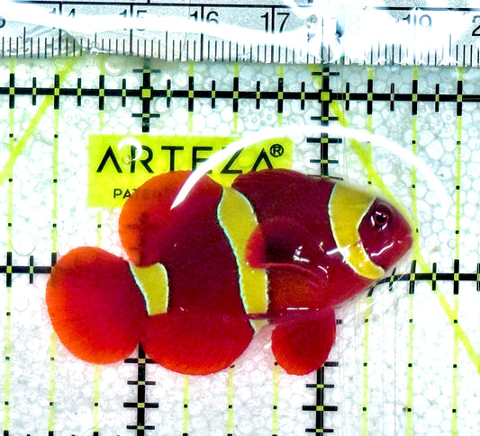 Gold Bar Maroon Clownfish Bali Grade A (Wild Caught) GBMC061202 WYSIWYG Size: M  2" approx