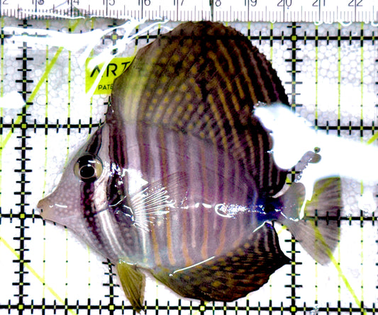 Desjardini Tang (Red Sea Sailfin Tang) DT061201 WYSIWYG Size: ML 3.25" approx
