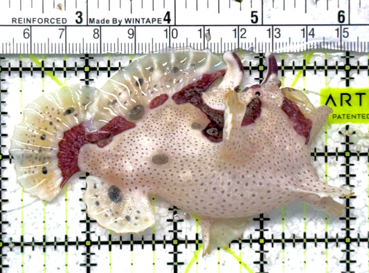 Rare White Red Warty Angler RWRWA061301 WYSIWYG Size: S 3.25" approx
