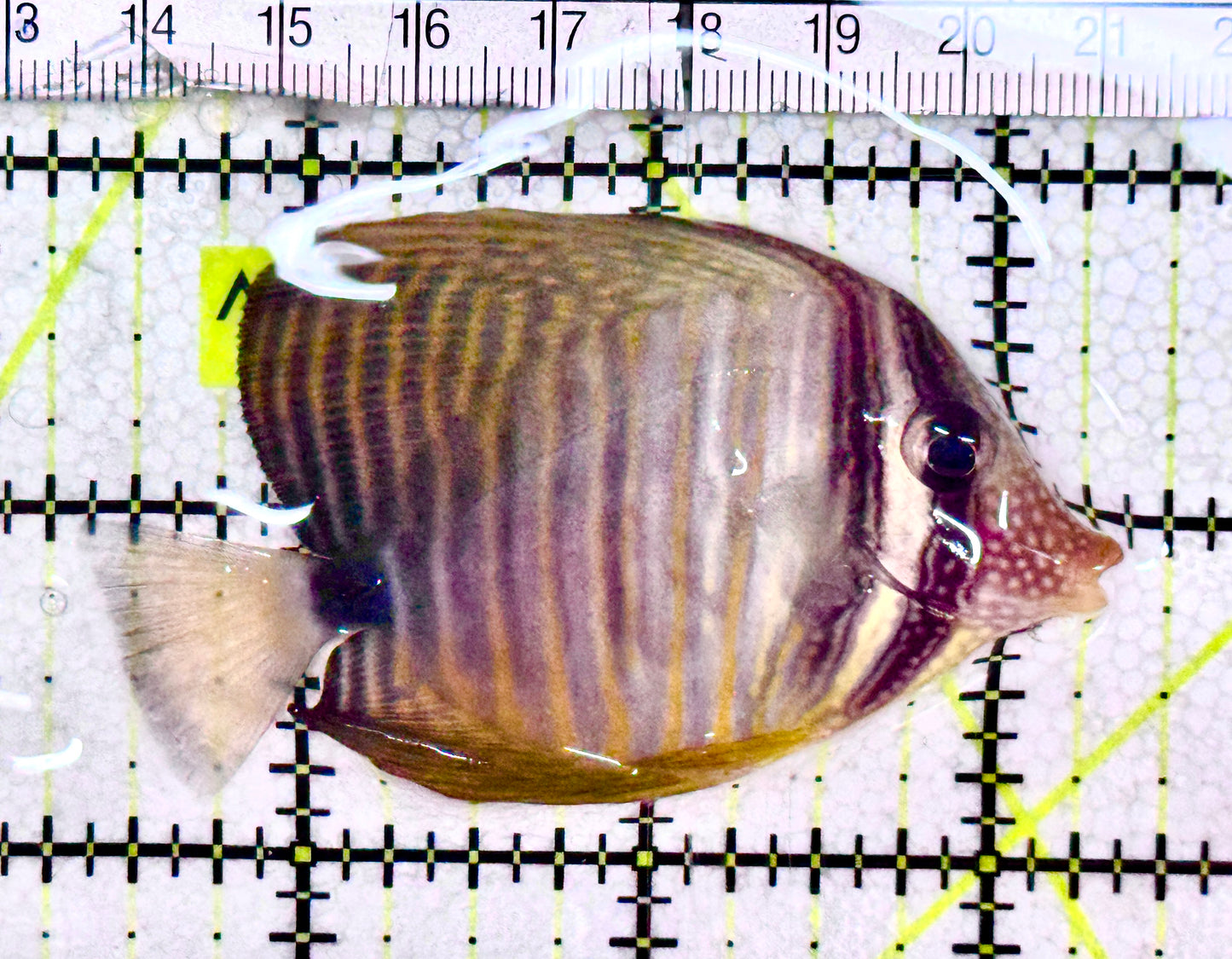 Desjardini Tang (Red Sea Sailfin Tang) DT061202 WYSIWYG Size: M 3" approx