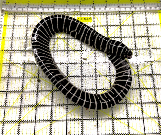 Zebra Moray Eel ZME061301 WYSIWYG Size: M 14" approx