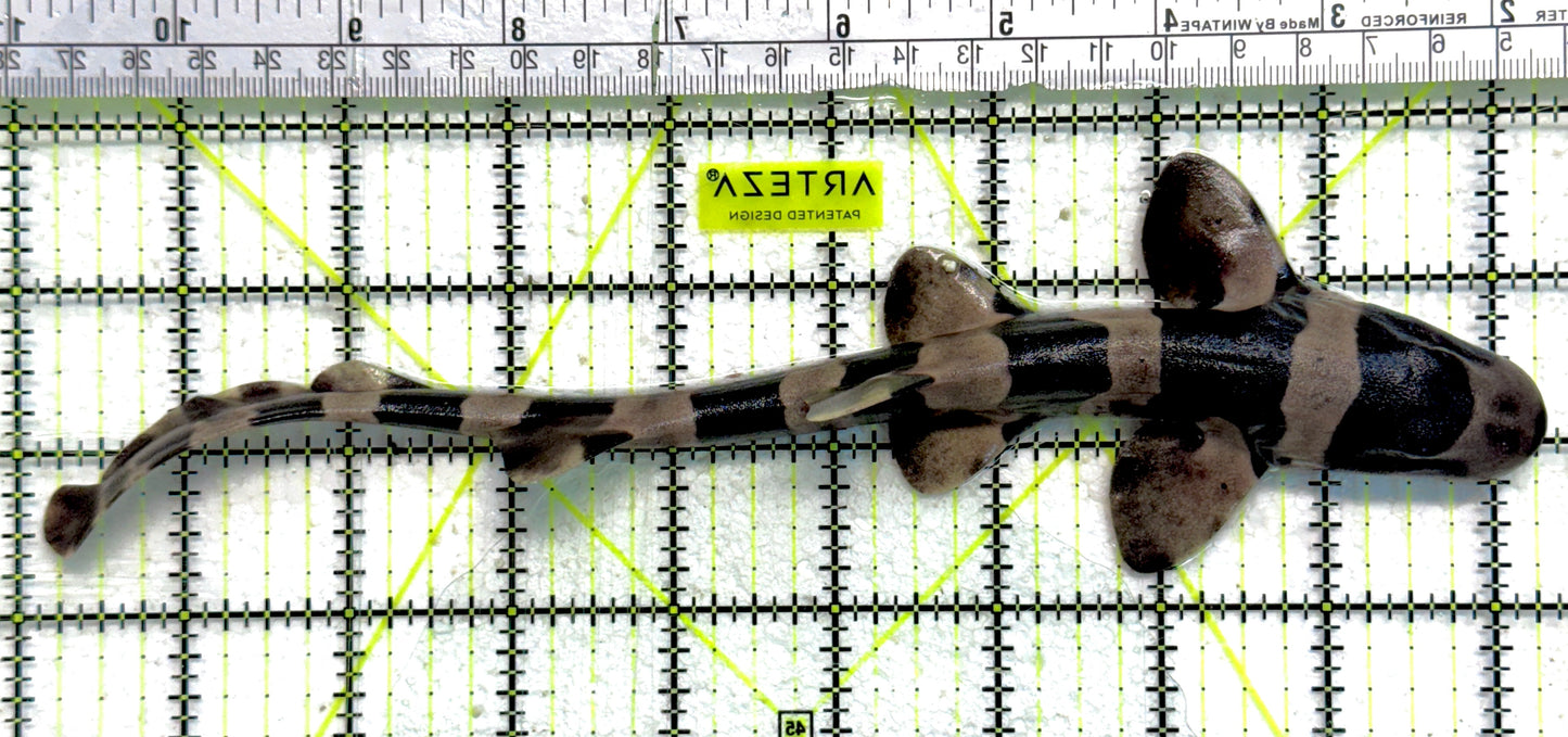 Banded Cat Shark BCS061301 WYSIWYG Size: S 9.25 approx