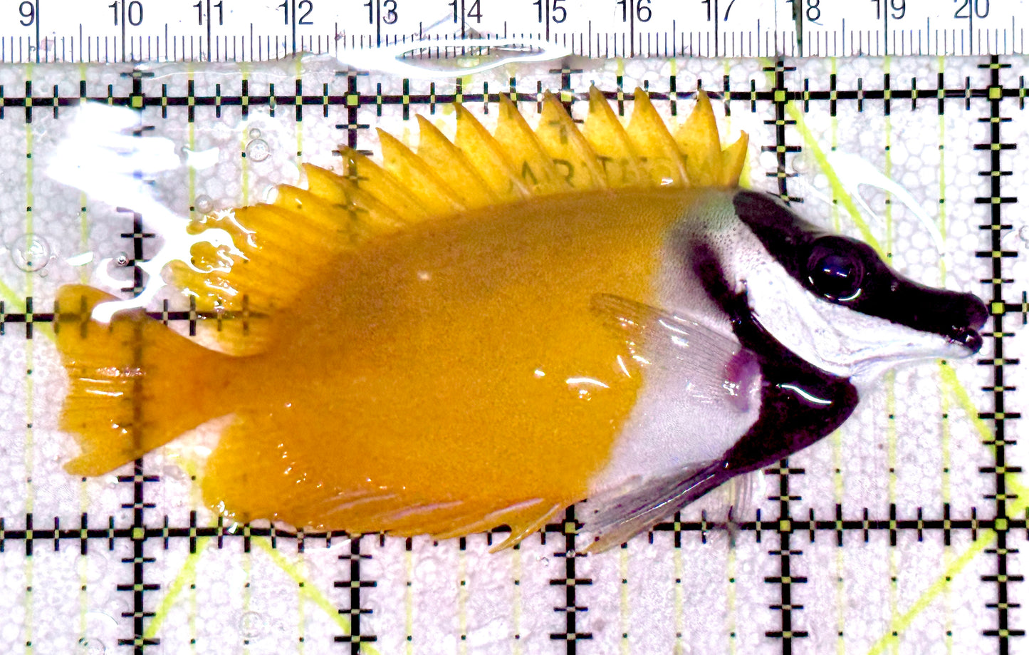 Onespot Foxface OF061201 WYSIWYG Size: L 4.25" approx