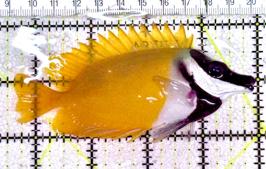 Onespot Foxface OF061201 WYSIWYG Size: L 4.25" approx
