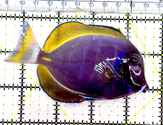 Powder Blue x Gold Rim Tang (Hybrid) PBGRT061201 WYSIWYG Size: ML  3.5" approx