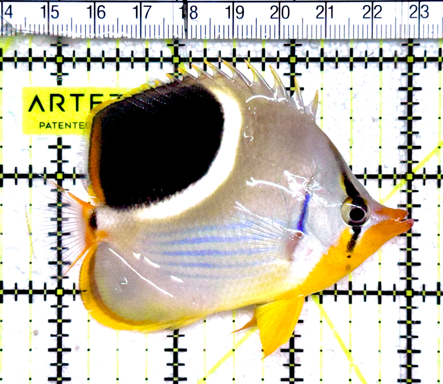 Saddleback Butterflyfish SB061201 WYSIWYG Size: L 3.25" approx