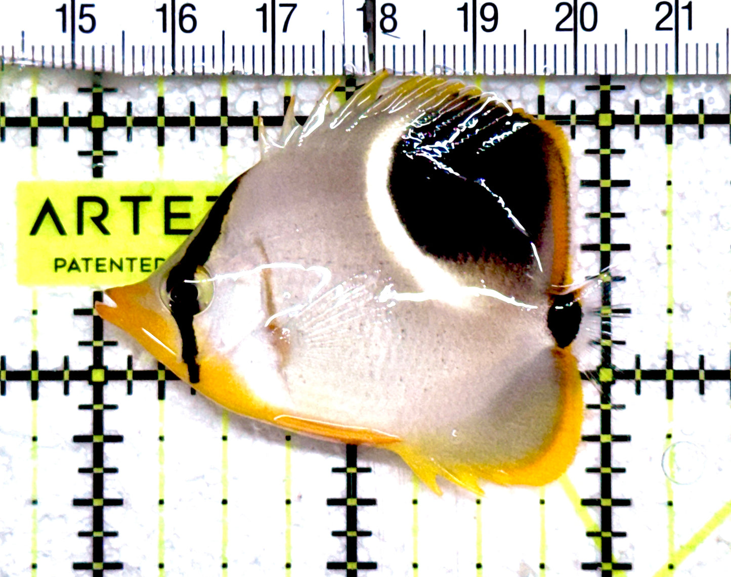 Saddleback Butterflyfish SB061202 WYSIWYG Size: M 2" approx