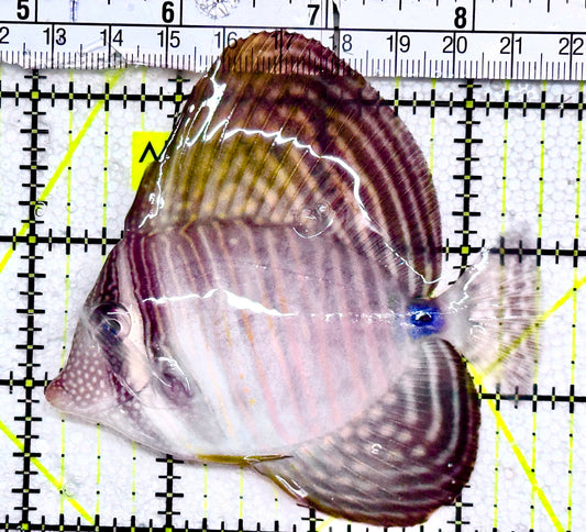 Desjardini Tang (Red Sea Sailfin Tang) DT061203 WYSIWYG Size: ML 3.5" approx