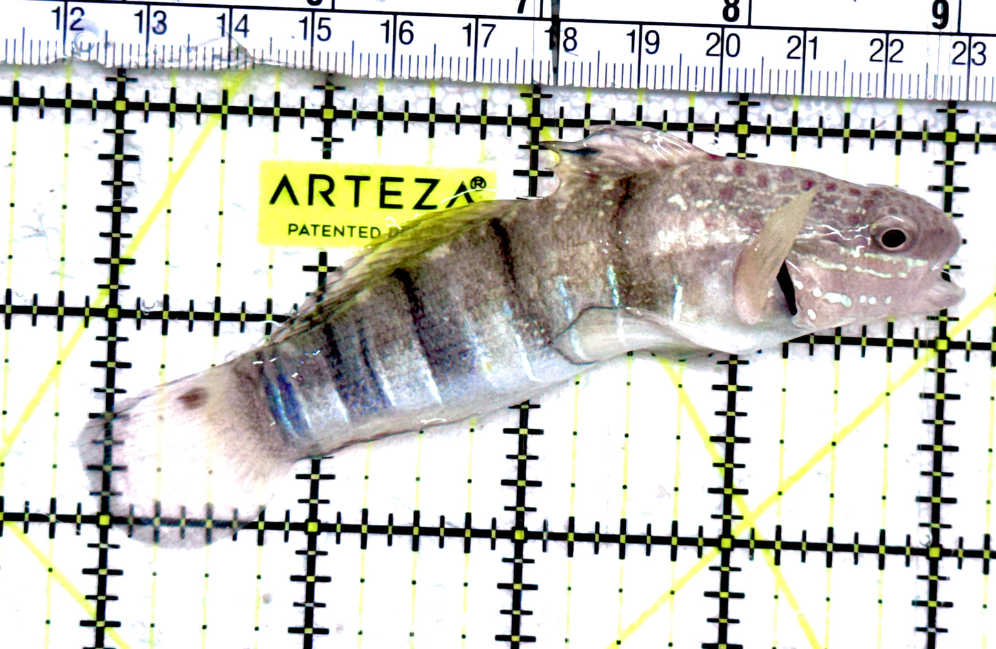 Sand Shifting Banded Sleeper Bullet Goby SSBSBG061201 WYSIWYG Size: XL 4"