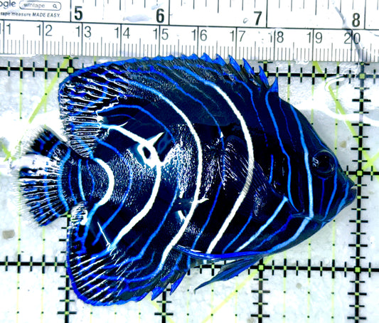 Koran Angelfish Juvenile KAJ050501 WYSIWYG Size: L 3.5"