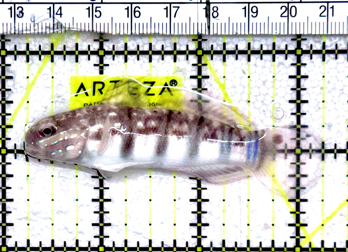 Sand Shifting Banded Sleeper Bullet Goby SSBSBG061202 WYSIWYG Size: L 3" approx
