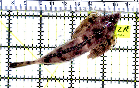 Scooter Blenny Dragonet SBD061201 WYSIWYG Size: XXL/SHOW 3.5" approx