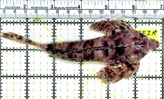 Scooter Blenny Dragonet SBD061203 WYSIWYG Size: XXL/SHOW 6" approx