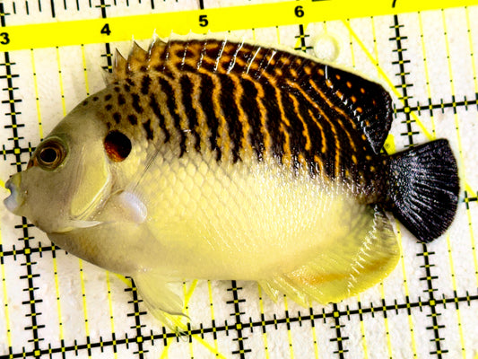 Kingi Angelfish WYSIWYG KA081901 Size: L 4.5" Approx