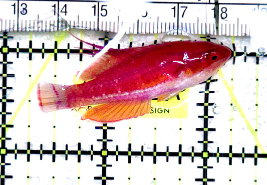 Carpenter's Flasher Wrasse CFW061201 WYSIWYG Size: L 2" approx