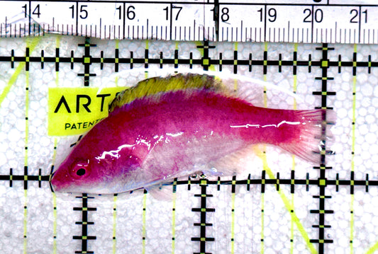 Yellowfin Fairy Wrasse YFW061201 WYSIWYG Size: SHOW XXL 2.25" approx