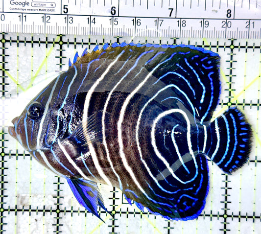 Koran Angelfish Juvenile KAJ050503 WYSIWYG Size: XL 4.5"