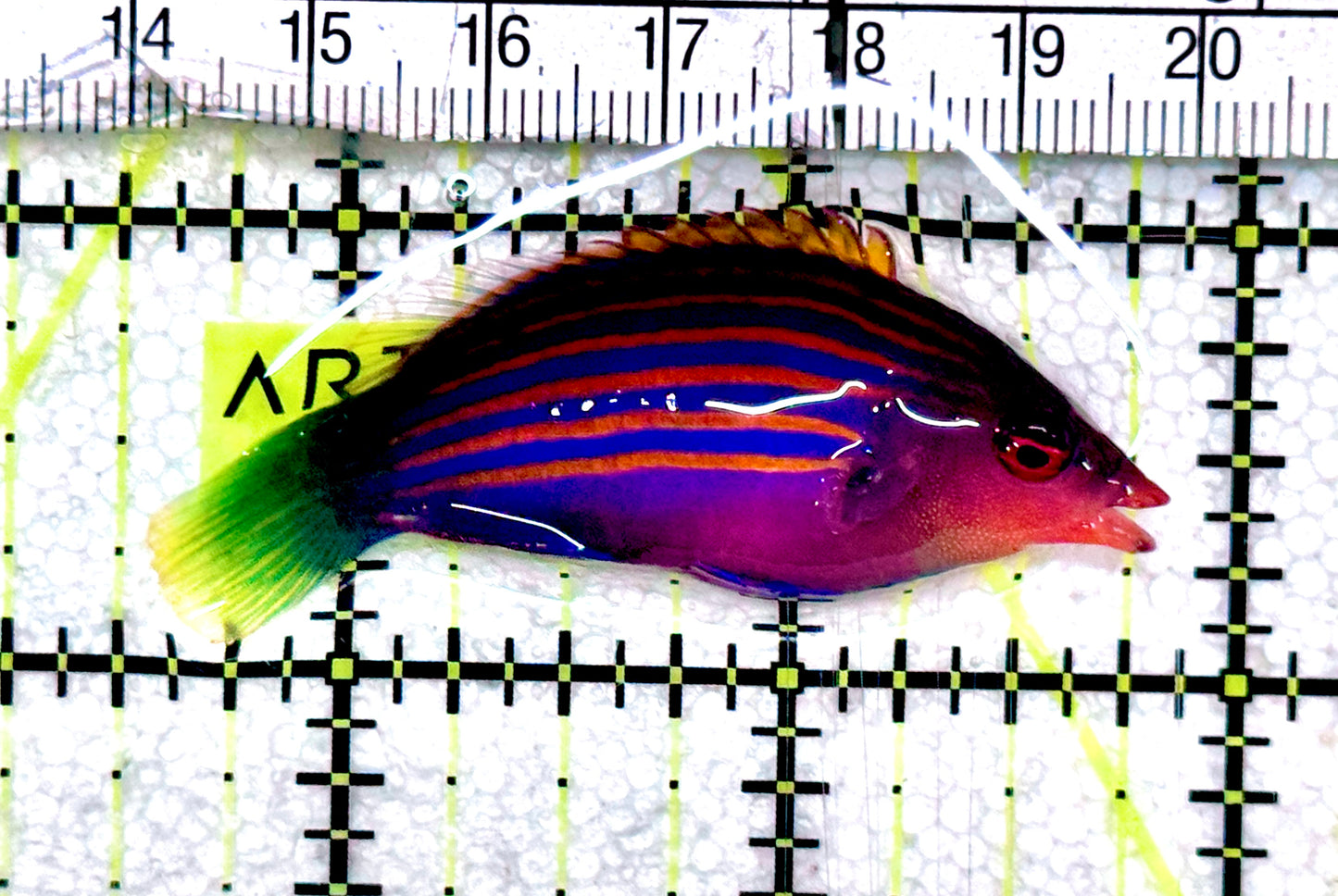 Six Line Wrasse (Indo) SLW061201 WYSIWYG Size: XL 2.25"approx