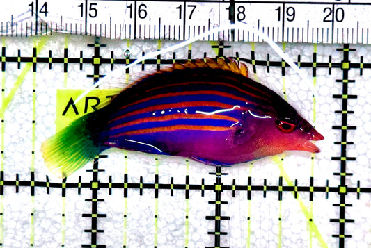 Six Line Wrasse (Indo) SLW061201 WYSIWYG Size: XL 2.25"approx