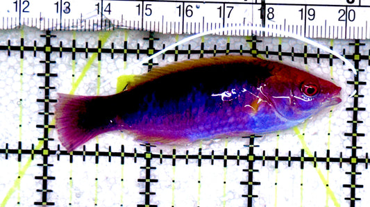 Lubbock's Fairy Wrasse LFW061201 WYSIWYG Size: SHOW 2.75" approx