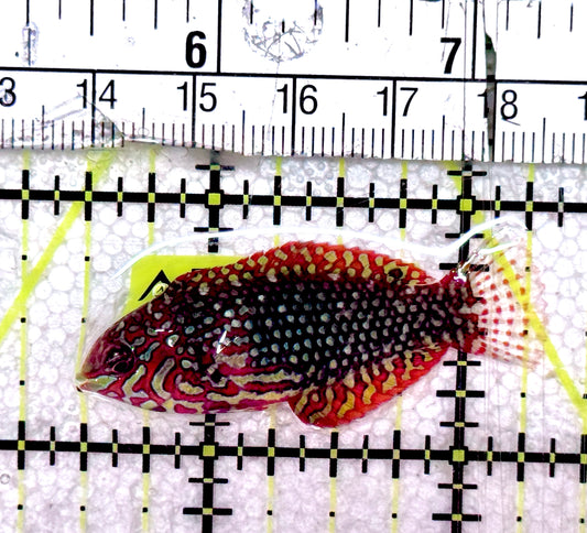 Meleagris Leopard Wrasse MLW061201 WYSIWYG Size: S 1.75" approx