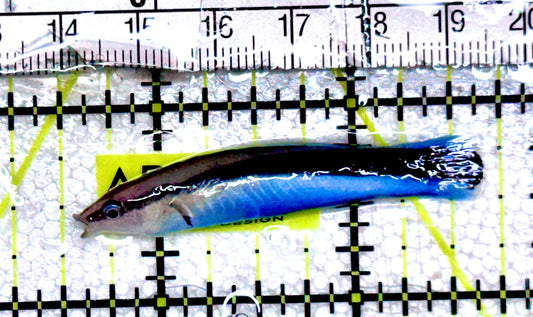 Blue Cleaner Wrasse BCW061201 WYSIWYG Size: L 2" approx