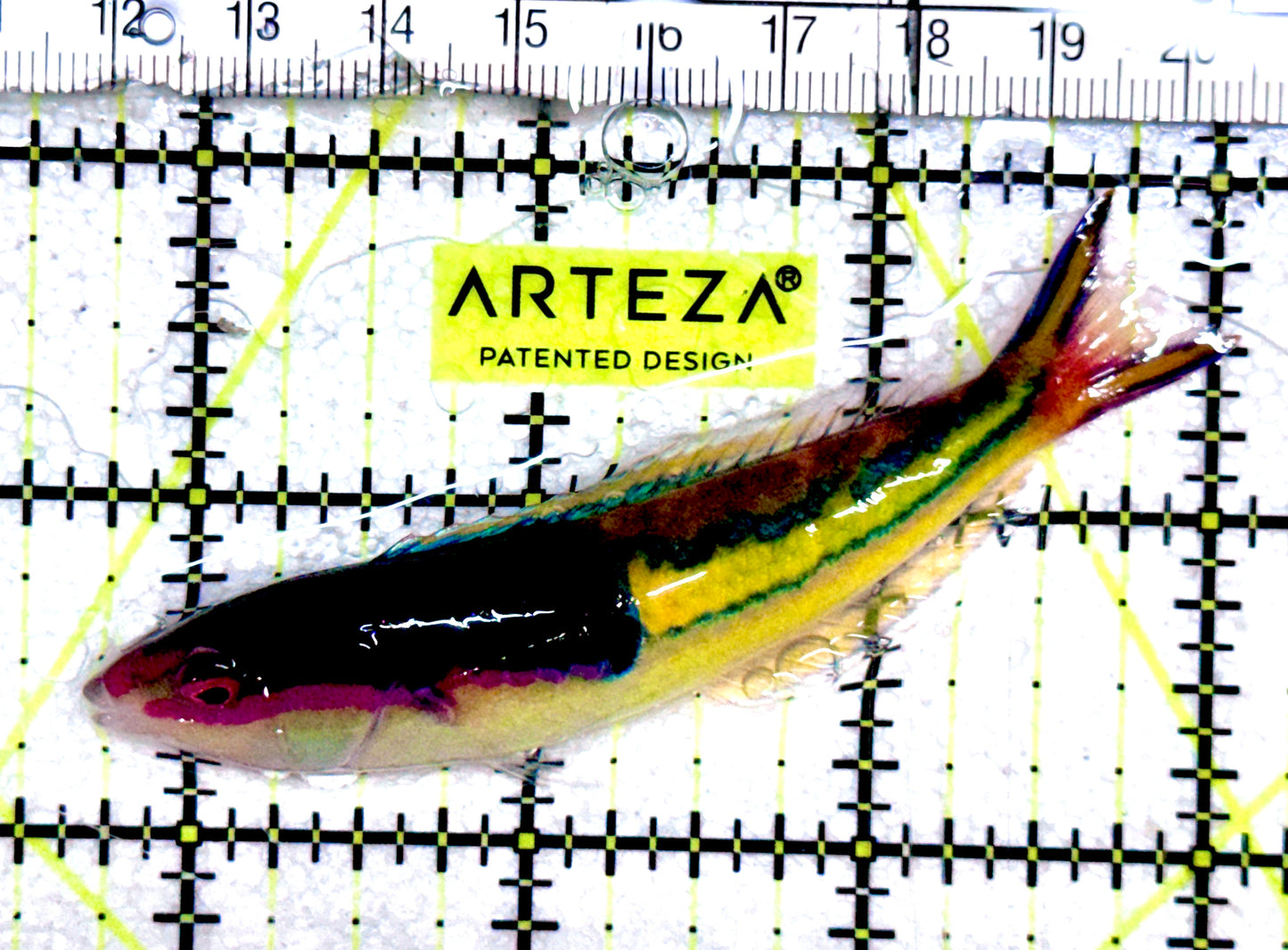 Royal Pencil Wrasse (Male) RPW061701 WYSIWYG Size: XL 3.25" approx