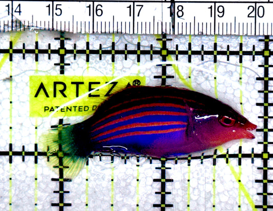 Six Line Wrasse (Indo) SLW061202 WYSIWYG Size: XL 2.25"approx
