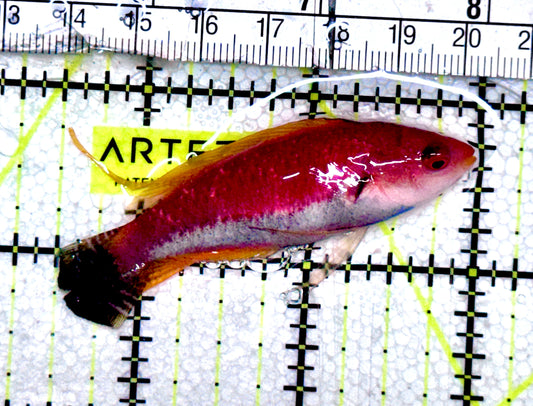 HighFin Fairy Wrasse HFW061201 WYSIWYG Size: XL  2.5" approx
