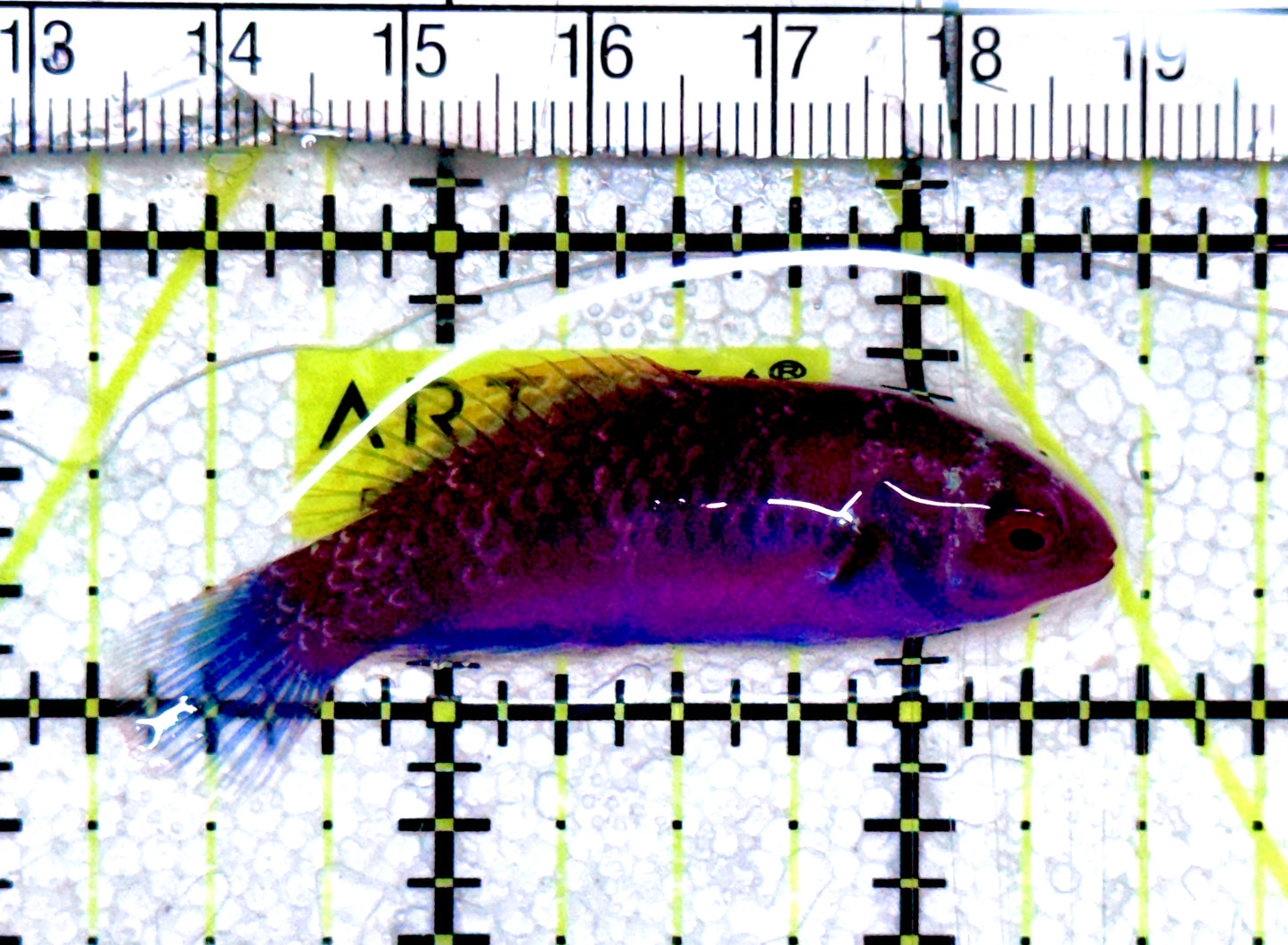 Blueside Fairy Wrasse BFW061201 WYSIWYG Size: M 2.25" approx