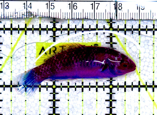 Blueside Fairy Wrasse BFW061201 WYSIWYG Size: M 2.25" approx
