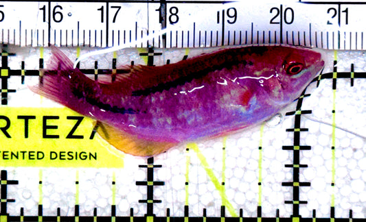 Lubbock's Fairy Wrasse LFW061202 WYSIWYG Size: XL 1.75" approx