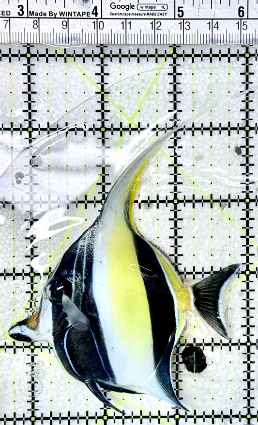 Moorish Idol MI050501 WYSIWYG Size: ML 3.25"