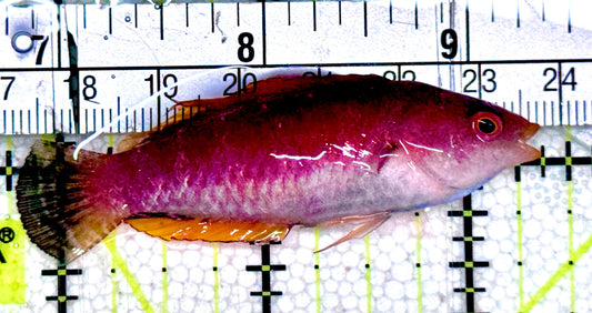 HighFin Fairy Wrasse HFW061202 WYSIWYG Size: XL  2.5" approx