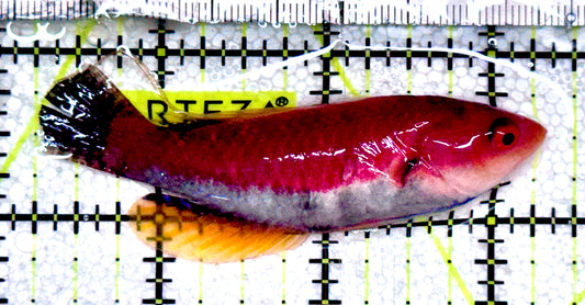 HighFin Fairy Wrasse HFW061203 WYSIWYG Size: SHOW 3" approx